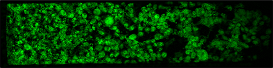 This image shows lipid (fat) molecules fluorescing green due to the addition of a dye, indicating the fat cells are functioning.