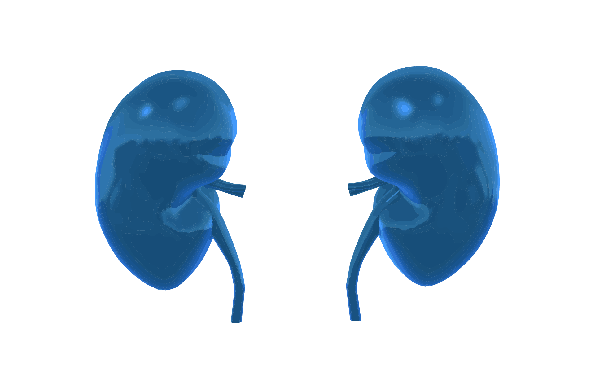 A 3D graphic image of the human kidneys