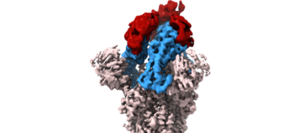 A 3-D graphic of COVID-19 antibodies