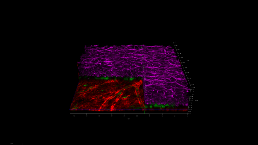 3D rendering of biofabricated normal skin tissue using confocal fluorescence microscopy images. The vasculature tissue (red) is shown below the skin tissue (purple).