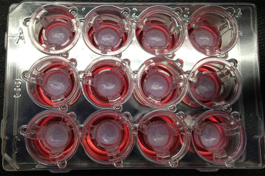 Pictures of 3-D bioprinted tissues in a 12-well transwell plate showing reproducible tissue shape from well to well.  Paige Derr and Kristy Derr, NCATS.