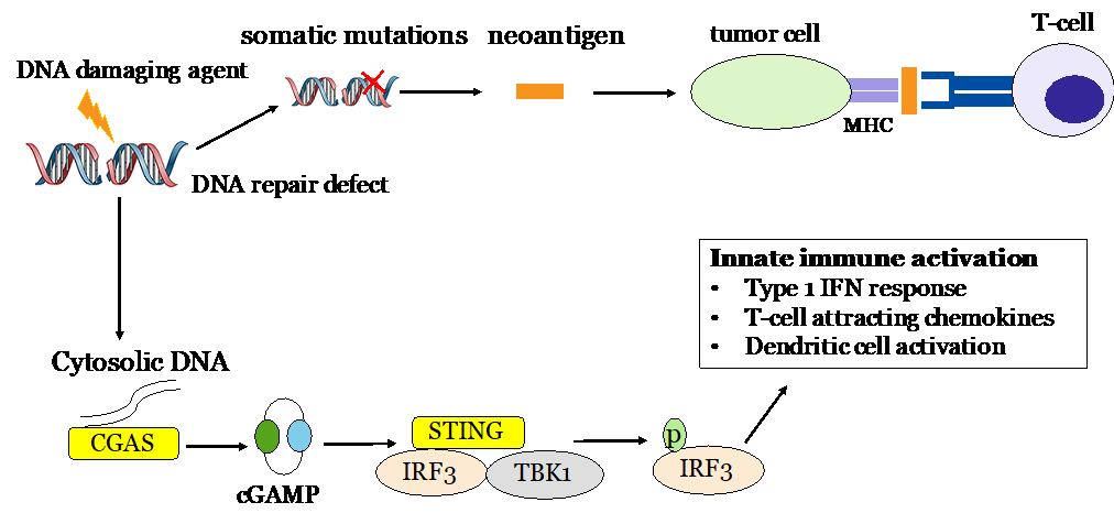 A diagram depicting the interaction between DNA repair and the anti-tumor immune response. DNA damage leads to the activation of the immune system as well as the accumulation of neoantigens, which promote binding between tumor cells and T-cells. 