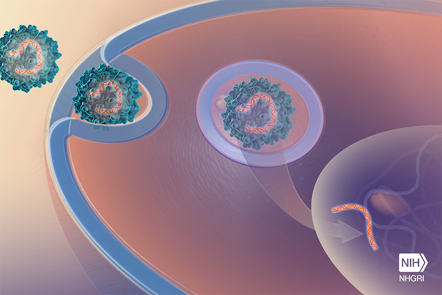 An image of a virus delivering a gene into a cell.