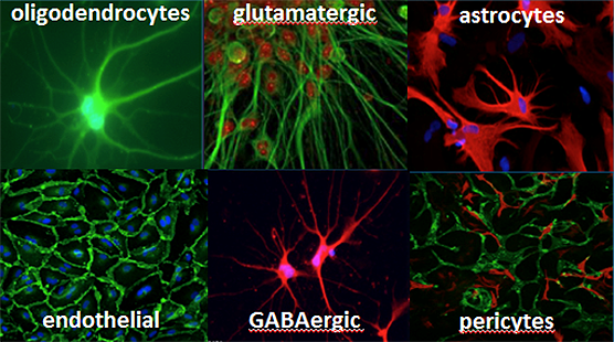 Brain tissue contains multiple types of cells, which are included in this chip system. The major cell types are shown above.