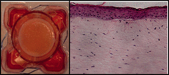 The photograph on the left shows the chip device seeded with skin cells that scientists developed from induced pluripotent stem cells.