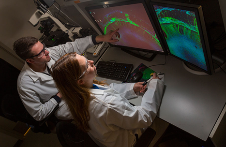 Researchers view engineered 3-D vascularized neural tissues from a brain tissue chip. (Morgridge Institute for Research Photo)