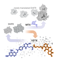 Image shows metabolic pathways of MTX and VSTX.