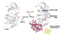 A protein structure undergoes some changes.