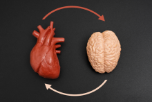 Anatomical models of human brain and heart isolated on a black background, connected by curved arrows, symbolizing interconnection.