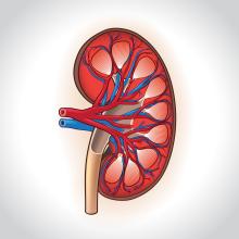 Human kidney cross-section illustration