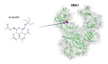 Chemistry image of auranofin and UBA1 compounds.