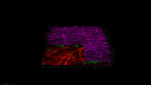 3D rendering of biofabricated normal skin tissue using confocal fluorescence microscopy images. The vasculature tissue (red) is shown below the skin tissue (purple).