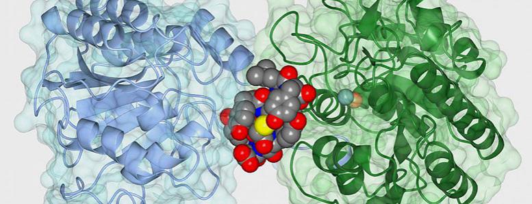 The cyclic peptide ipglycermide (iPGM) binds to an iPGM enzyme, blocking the enzyme’s activity