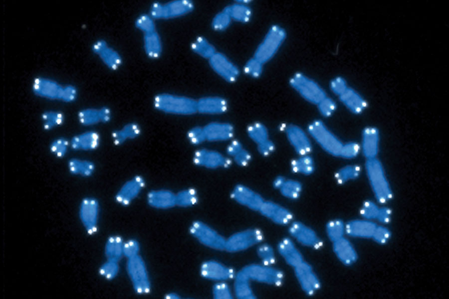 The 46 human chromosomes are shown in blue, with the telomeres appearing as white pinpoints.
